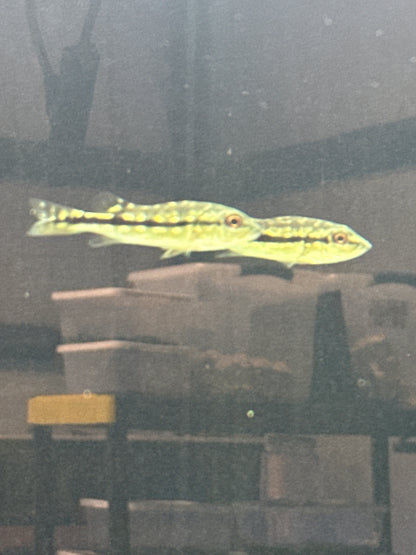 Peacock Bass Xingu 2–2.5” Live Fish – Rare Exotic Predator Cichlid Tank