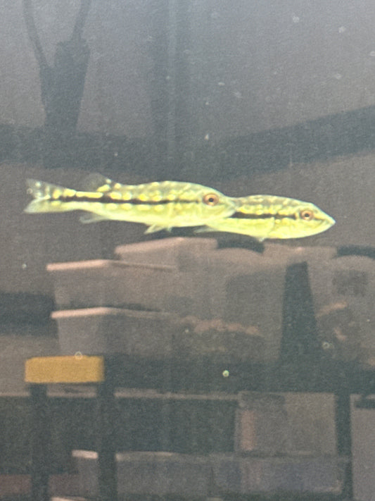 Peacock Bass Xingu 2–2.5” Live Fish – Rare Exotic Predator Cichlid Tank
