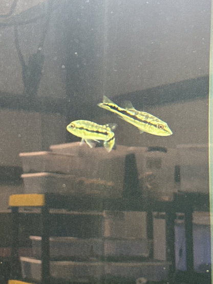 Peacock Bass Xingu 2–2.5” Live Fish – Rare Exotic Predator Cichlid Tank