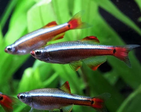6-Pack White Cloud Mountain Minnow 1.0” – Peaceful Freshwater Aquarium Fish