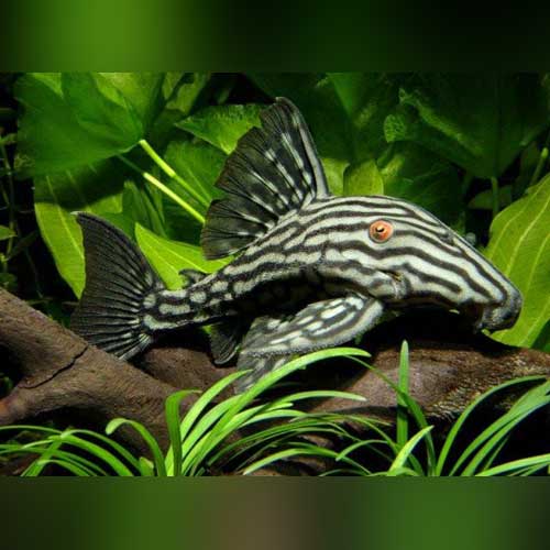 Royal Pleco L191 (3.5–4 Inch) – Rare Algae Eater – Live Freshwater Aquarium Fish