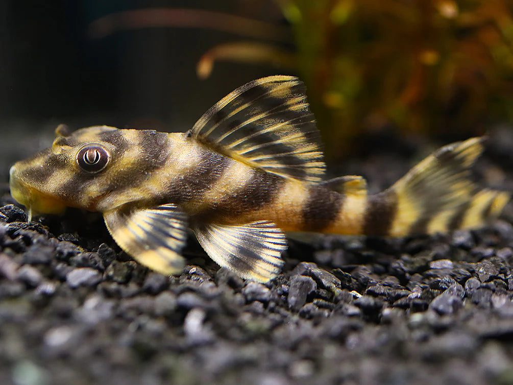 Bumblebee Pleco L015 2.5-3.5 Inch Live Freshwater Aquarium Catfish Rare Pleco