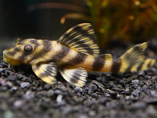 Bumblebee Pleco L015 2.5-3.5 Inch Live Freshwater Aquarium Catfish Rare Pleco