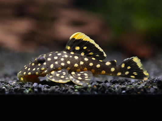 Pleco L48 Gold Nugget 2–2.5 Inch Live Freshwater Fish Aquarium Rare Pro