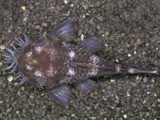 Medusa Pleco L034 2.5-3" Live Freshwater Fish Rare Bristlenose Catfish