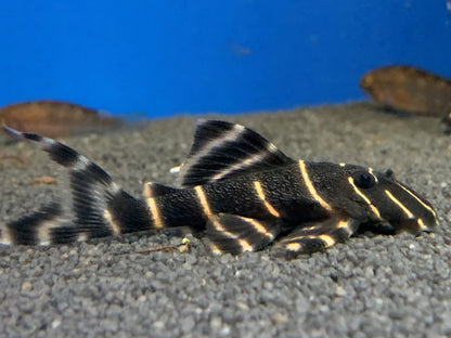 Emperor Pleco L204 4–5” – Live Freshwater Aquarium Fish for Planted & Community Tanks (Copia)