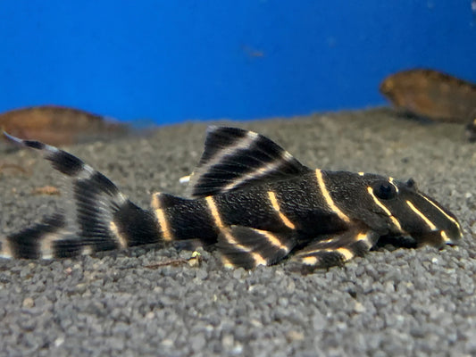 Emperor Pleco L204 3–4” – Live Freshwater Aquarium Fish for Planted & Community Tanks