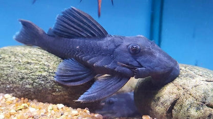 Blue Panaque 3–3.5” Live Fish – Rare Wood Eating Pleco Exotic Aquarium Fish