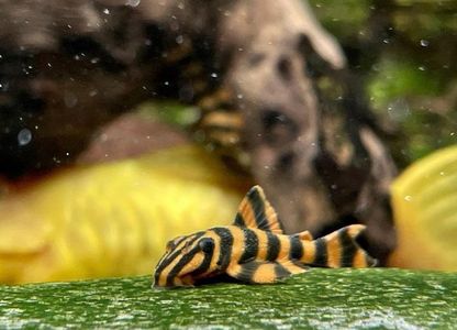 Pleco L306 Takutu Blood Red 1–1.5” – Rare Hypancistrus – Live Freshwater Pleco