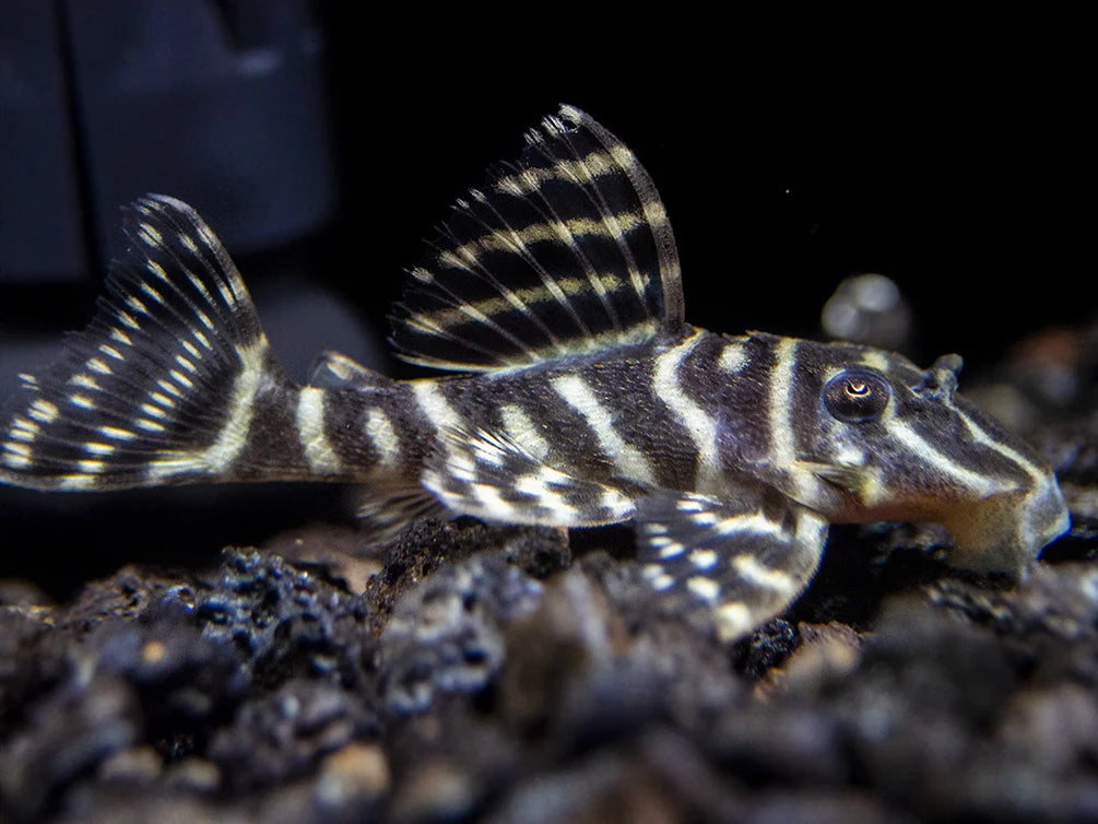 L340 Mega Clown Pleco 1.5-2" Live Freshwater Rare Hypancistrus Aquarium Fish
