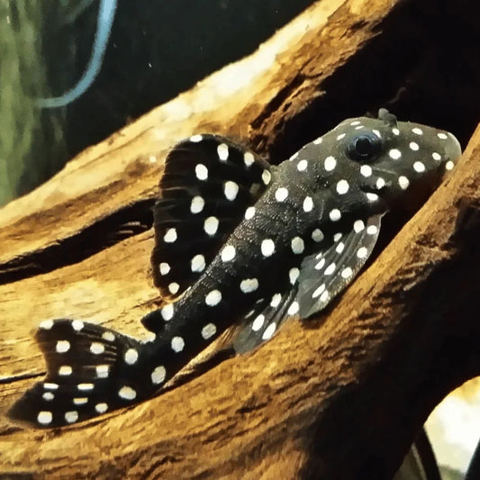 Big Spot Ventuari Pleco L471 5–6” Live Rare Freshwater South American Pleco