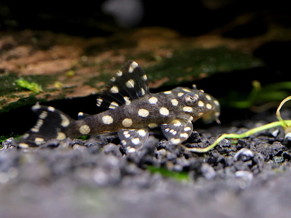 Pleco L471 Mini Snowball 1.5-2.5" Live Freshwater Fish Rare L Number Cat
