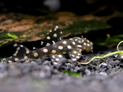 Pleco L471 Mini Snowball 1.5-2.5" Live Freshwater Fish Rare L Number Cat