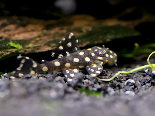Pleco L471 Mini Snowball 1.5-2.5" Live Freshwater Fish Rare L Number Cat