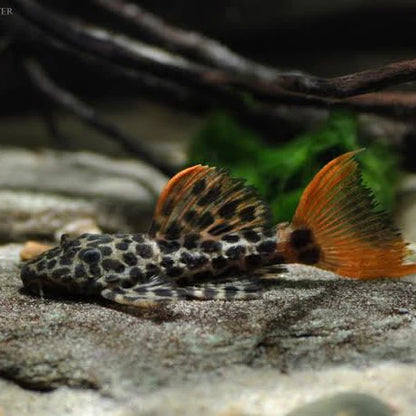 Pleco L600 Leopard Cactus 2.5-3.0” – Rare Freshwater Plecostomus Aquarium Fish (Copia)