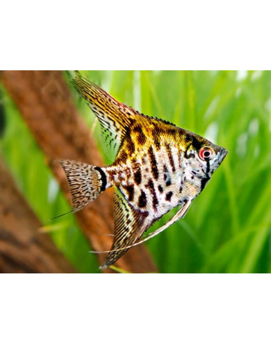 Leopard Angelfish 1.5-2.0 Inch Body Live Freshwater Fish Aquarium Rare Pro