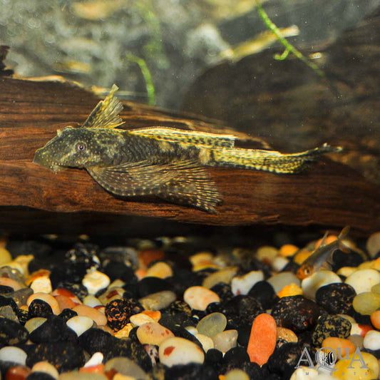 3-Pack Bushynose Pleco 1.0–1.5” (Ancistrus cf. cirrhosus) – Live Algae Eaters