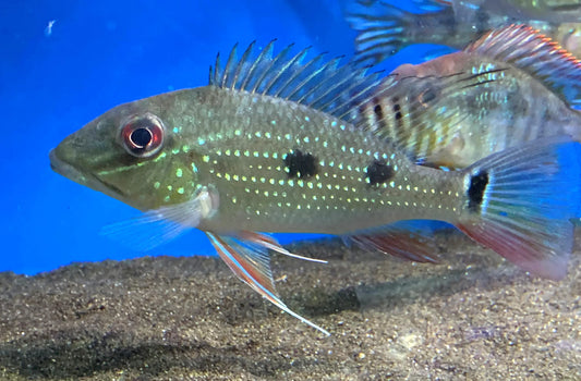Geophagus Daemon Colombia 3-4 Inch Live Freshwater Aquarium Cichlid Fish