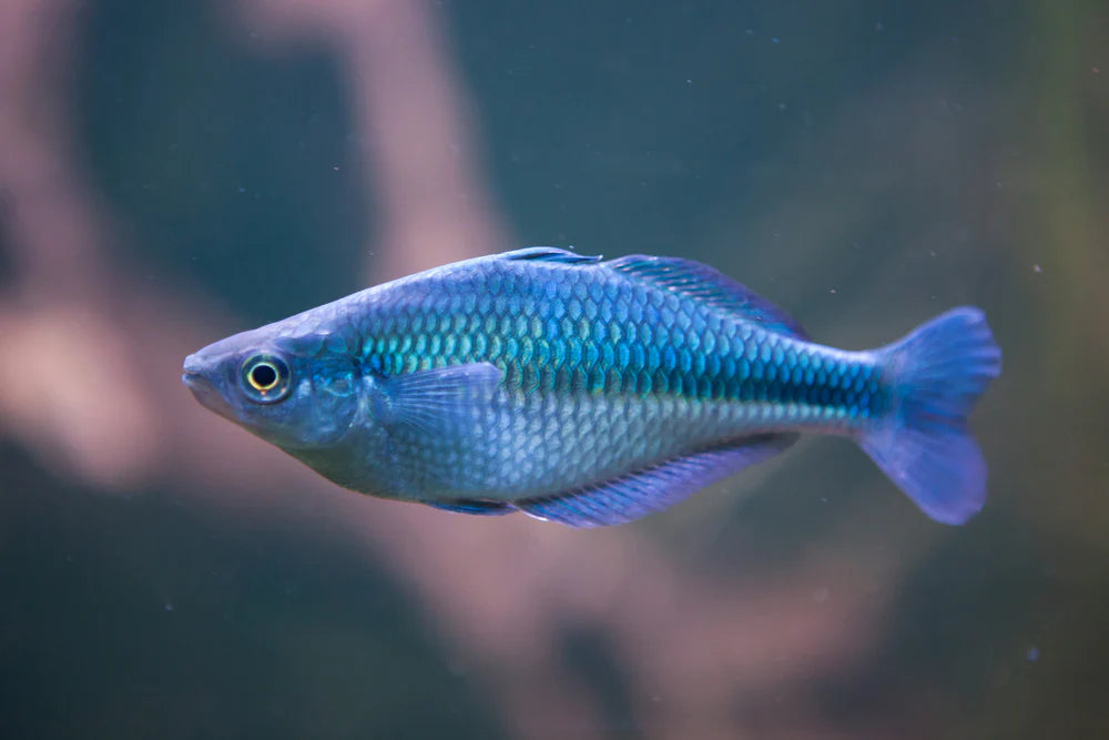 3-Pack Turquoise Rainbowfish 2.5–3 Inch Live Freshwater Fish Aquarium Pro