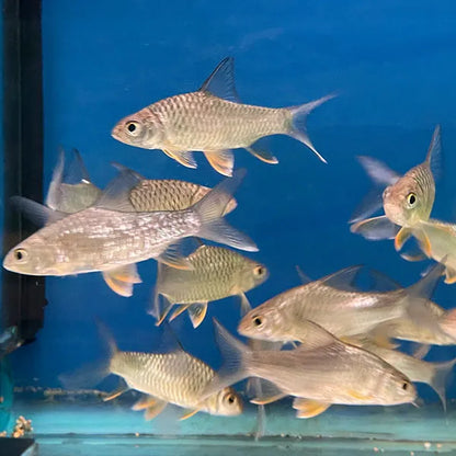 Lemon Fin Barb 2.5–3” Live Fish – Bright Yellow Active Schooling Aquarium