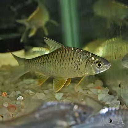 Lemon Fin Barb 2.5–3” Live Fish – Bright Yellow Active Schooling Aquarium