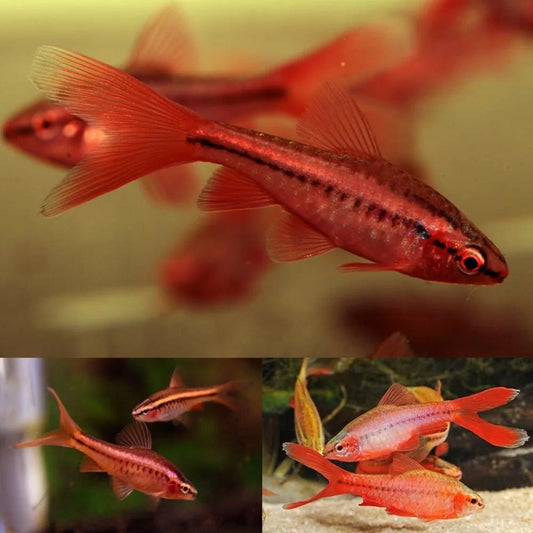 6-Pack Veiltail Cherry Barb Live Freshwater Tropical Aquarium Schooling Fish