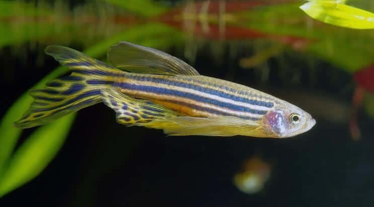 12-Pack Longfin Zebra Danios – Live Freshwater Schooling Fish for Aquarium