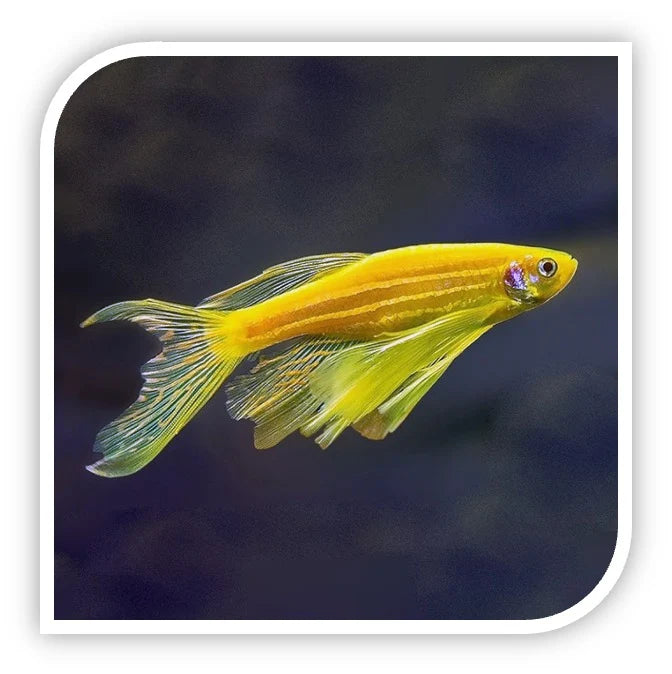 12-Pack Longfin Gold Zebra Danio Live Freshwater Aquarium Fish Active Schooling
