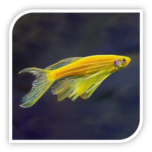 12-Pack Longfin Gold Zebra Danio Live Freshwater Aquarium Fish Active Schooling