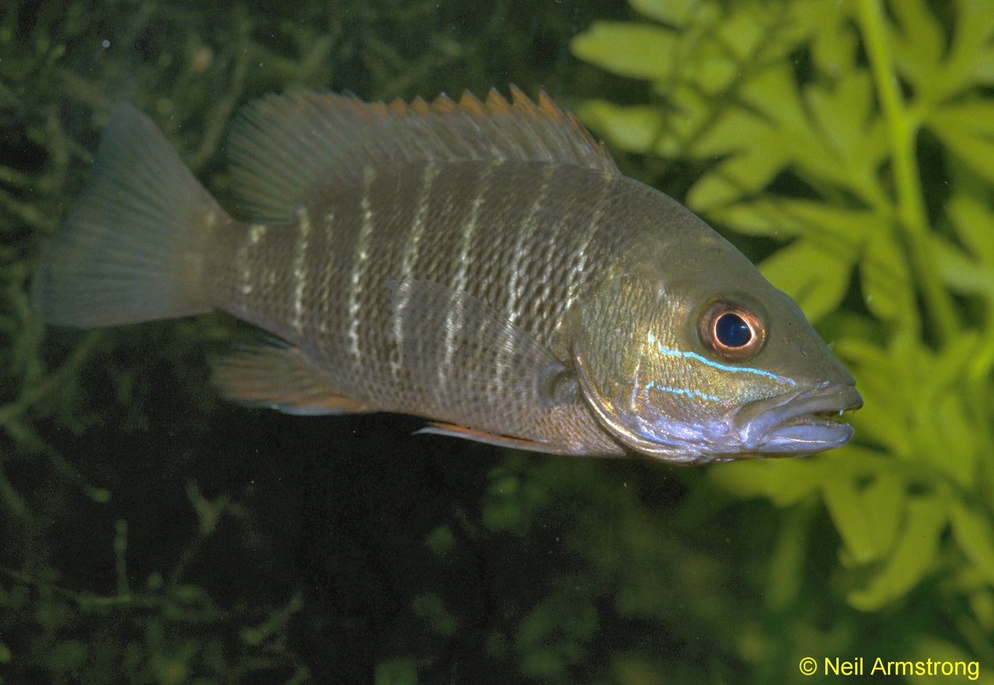 Mangrove Jack 2.5–3” Live Fish – Rare Aggressive Predator for Large Tanks