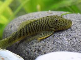 2-Pack Rubbernose Pleco L146 1.5–2.0” – Peaceful Freshwater Aquarium Bottom Fish