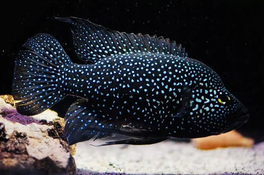 Pollen’s Cichlid 1.5” – Live Freshwater African Cichlid – Rare Vibrant Juvenile