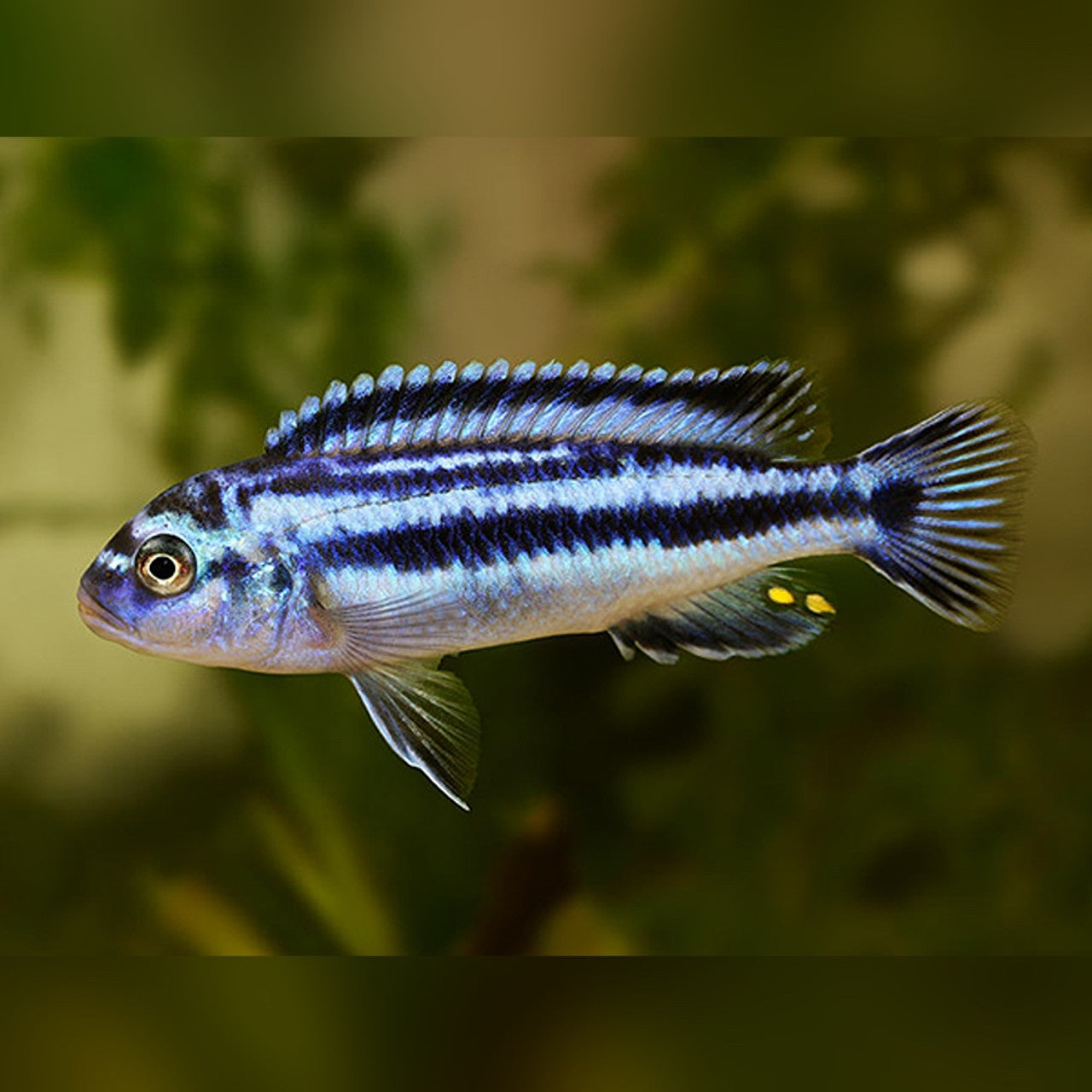2-Pack Electric Blue Johanni Cichlid 1.0–1.5” – Vibrant African Freshwater Fish