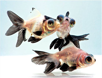 2-Pack Panda Butterfly Telescope Goldfish 1.0–1.5” – Fancy Live Freshwater Fish