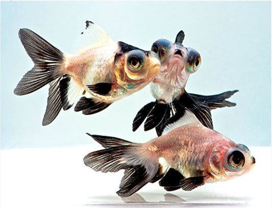 Rare Panda Butterfly Telescope Goldfish 3” – Exclusive Fancy Live Aquarium Fish