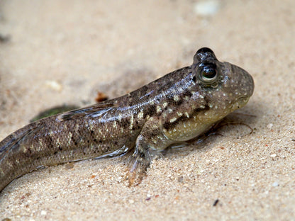 Mudskipper Boddart's 2 Inch Live Brackish Fish Aquarium Goby Amphibious