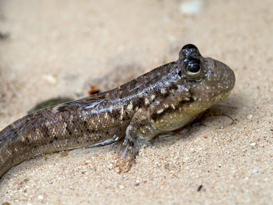 Mudskipper Boddart's 2 Inch Live Brackish Fish Aquarium Goby Amphibious