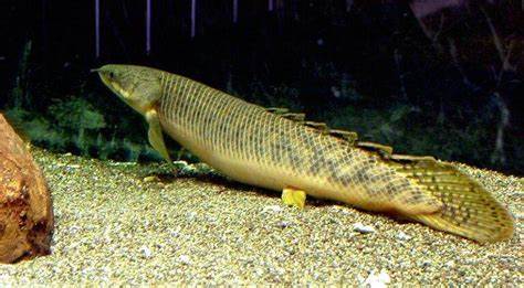 Polypterus Palmas 8-10 Inch Live Freshwater Bichir Predator Aquarium Fish