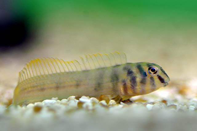 Freshwater Zebra Blenny 1-1.5 Inch Live Aquarium Fish Rare Bottom Dweller