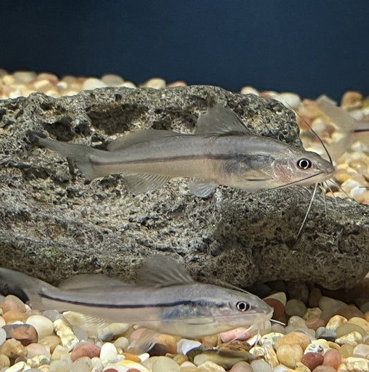 2-Pack One Line Pim Catfish 3-4 Inch Live Freshwater Aquarium Fish Rare XL