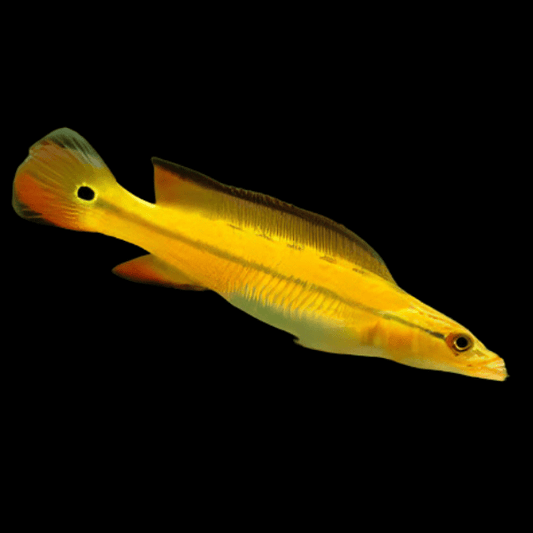 Cichlid Pike Orange Xingu 5-6inch– Live Freshwater Crenicichla – Rare Vibrant Fish
