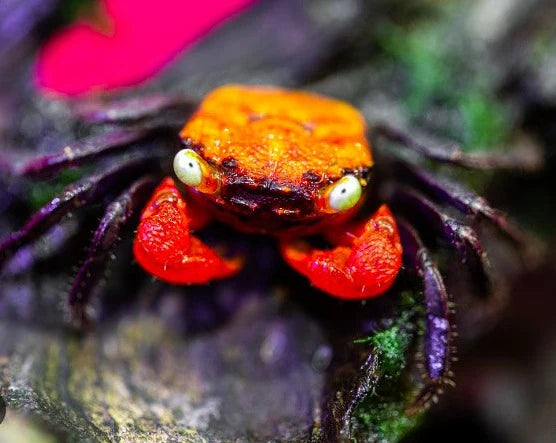 3 Pack Orange Back Crabs – Colorful Freshwater Semi Terrestrial Live Pet