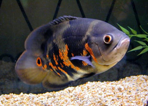 Tiger Oscar 3-4” – Live Freshwater Cichlid for Large Aquarium Setups