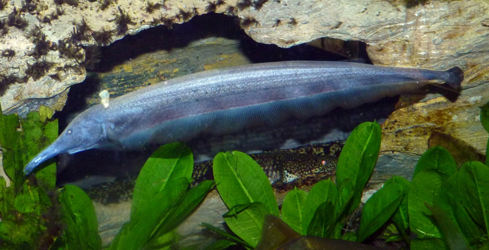 Elephant Nose Knife 5.5-6.5” – Live Freshwater Aquarium Fish – Rare & Intelligent