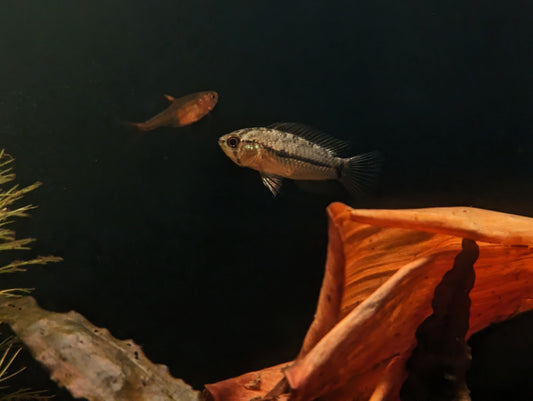 3 Pack Apistogramma Pucallpaensis 0.5-1 Inch Live Freshwater Fish Tank