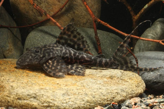 Sachamama Lyretail Pleco L351 3-4” Live Freshwater Rare Aquarium Catfish