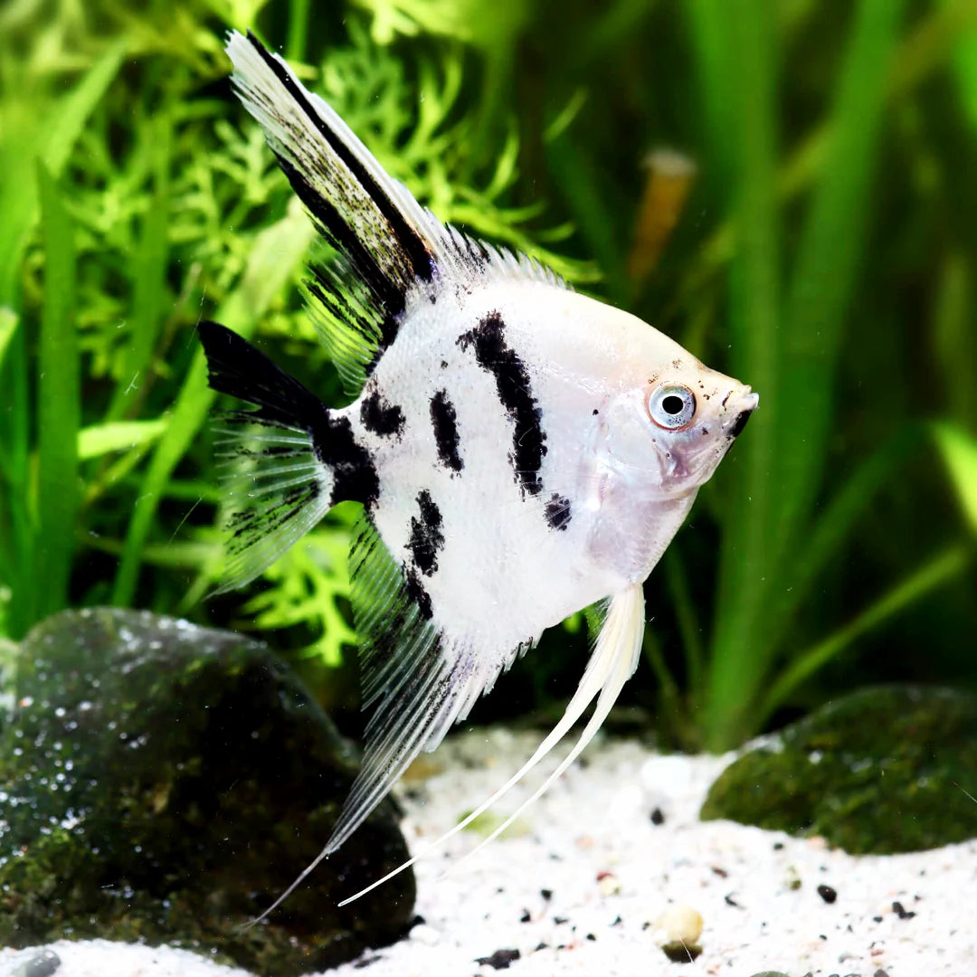 3 Pack Panda Angelfish 2-2.5" Live Freshwater Fish Black White Cichlids