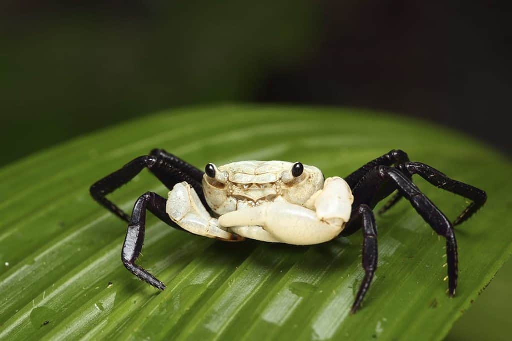 Pack-3 Panda Crabs Freshwater Aquarium Live Geosesarma Rare Pet Colorful