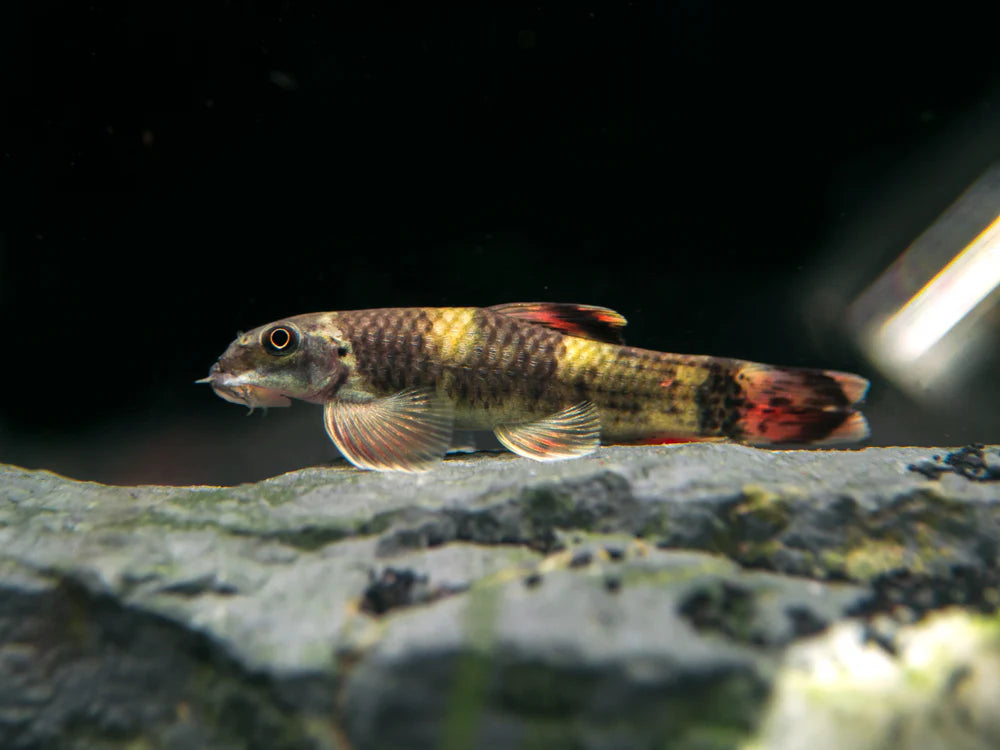 3-Pack Panda Garra 1” – Rare Algae Eater – Peaceful Freshwater Aquarium Fish