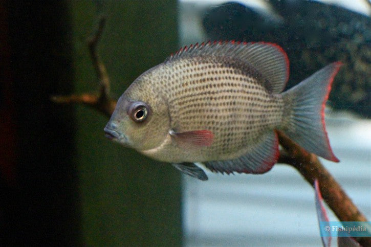 Menarambo Cichlid 1.5–2" Juvenile – Rare Madagascar Species – Live Fish